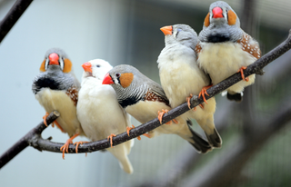 Illustration for article titled One Way That Bird Brains Could Be Superior to Mammal Brains